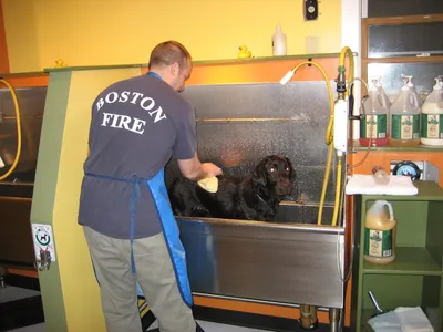 BYOD dog wash