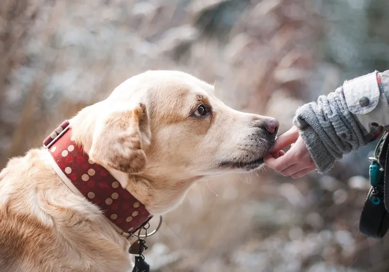 menu 1 of The Peaks Pet Nanny - NJ Dog Walkers & Pet Sitters