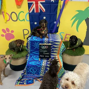 Doggy Day Care Brisbane