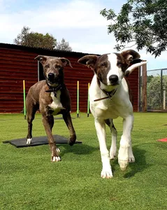 Old Clayton Kennels and Cattery