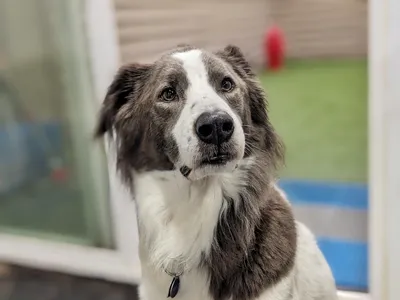 Seattle Canine Club