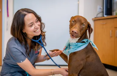 Sploot Veterinary Care - LoDo