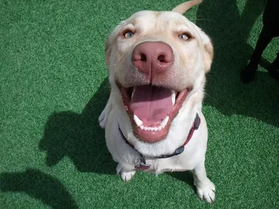 Playful Pooch Dog Daycare and Boarding