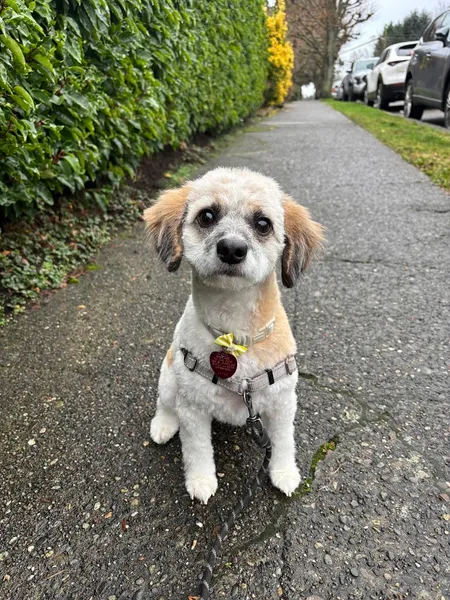 menu 2 of Seattle Canine Club - Dog Grooming & Self-Wash