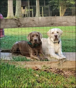 Magnolia Kennel