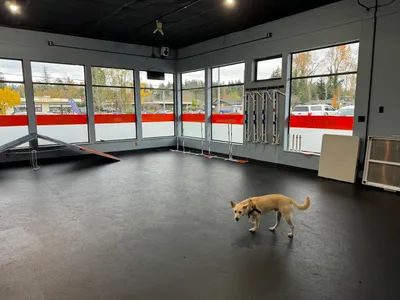 Zoom Room Dog Training - Bellevue