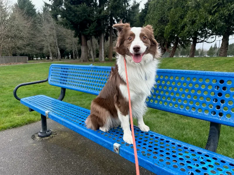 menu 2 of Off-Leash K9 Training Seattle/ Tacoma